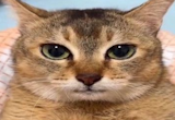 File:Tole.png