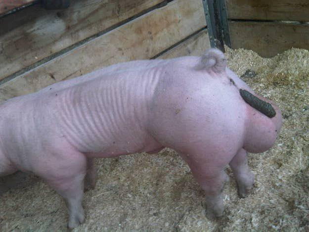 File:Pig poop balls.jpeg