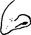Jew nose