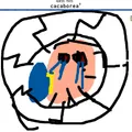 caca