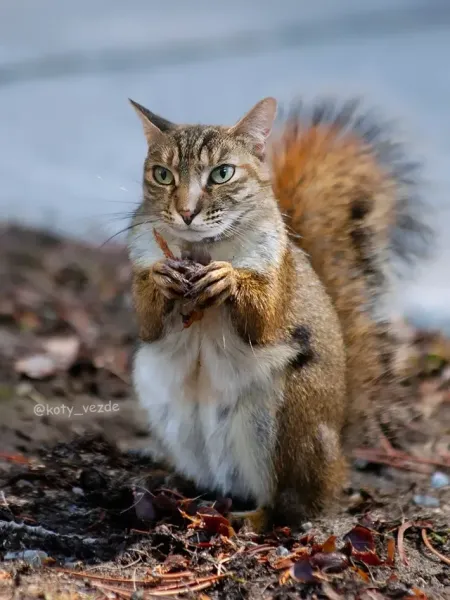 File:Squirrel cat.webp