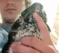 The original chinchilla that died from the prolapse.