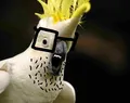 Soy bird surprisingly with teeth, rather questionable what it's excited for