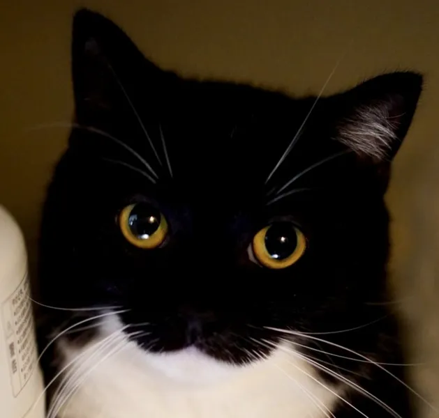 File:Unicat.jpg