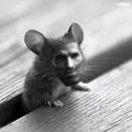 Gigamouse