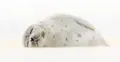 Thumbnail for version as of 21:37, 30 July 2025