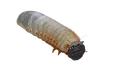 The Mexislug