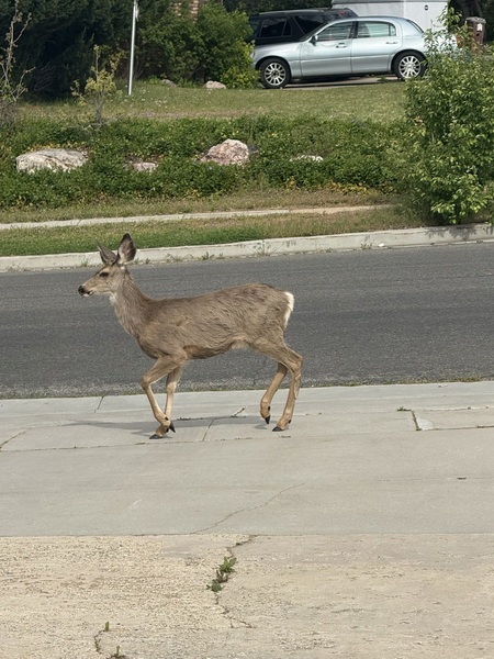 File:1789870515405y-3.png