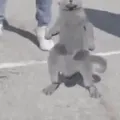 This particular cat is hitting the whip and nae nae.[1]