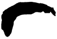 Chudjak hair