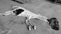 Thumbnail for version as of 00:52, 22 August 2026