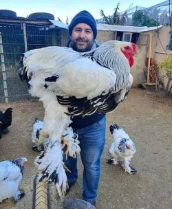 A bigger white cock
