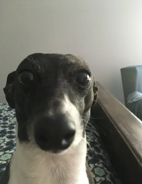 File:Dog Unedited.png