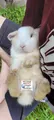 Poog's sworn enemy, the aryan rabbit (blue eyes, blonde hair, yup issa aryan)