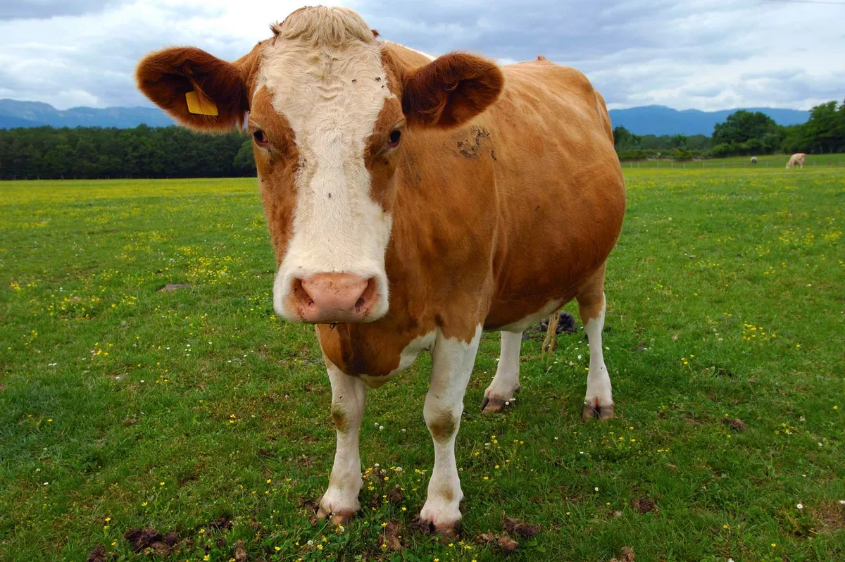Lolcow - Soyjak Wiki