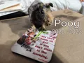 Rest in gems little buddy