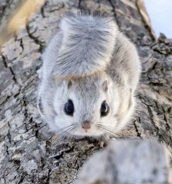 File:Siberian flying squirrel.jpg