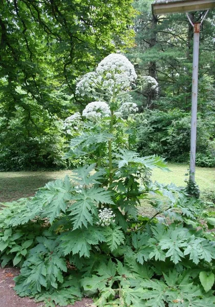 File:Image - 2023-12-02T201547.747.png