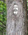 Gapejak hiding in a tree
