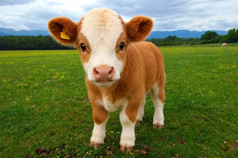 File:Niggercalf.png.png