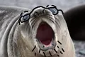 A soy seal