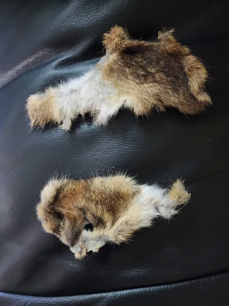 File:Babby Bunny hides.jpg