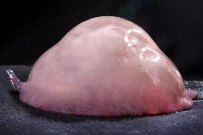 File:Faceless blobfish.png