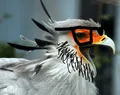 A soy bird singy attempting to attract potential mates