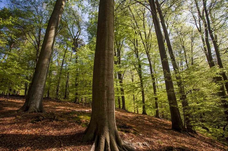 File:Trunks.jpg