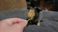 Poog eating spaghetti.