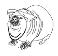 Poogjak, yep, IAS