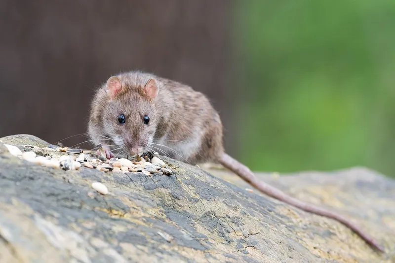 File:Little brown rat.jpg