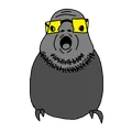 budgiesoot