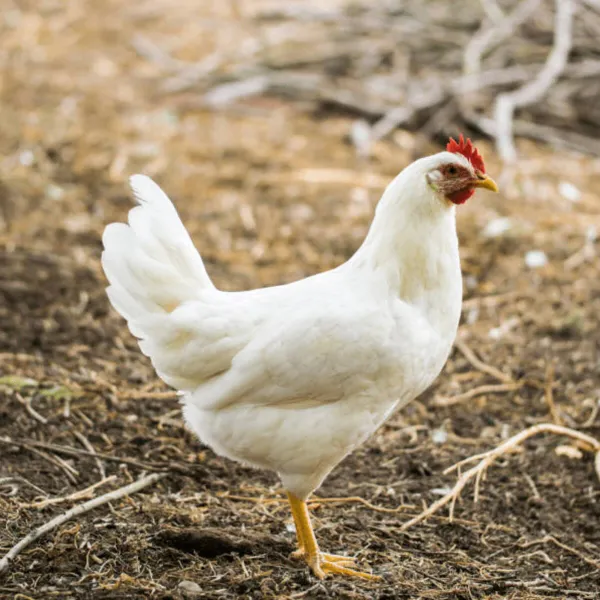 File:Bigwhitecock.webp
