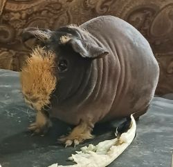 A virtually hairless black skinned guinea pig with orange fur on it's nose with chewed lettuce on it's side.