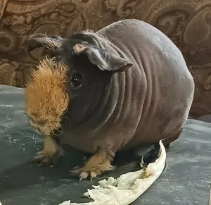A virtually hairless black skinned guinea pig with orange fur on it's nose with chewed lettuce on it's side.
