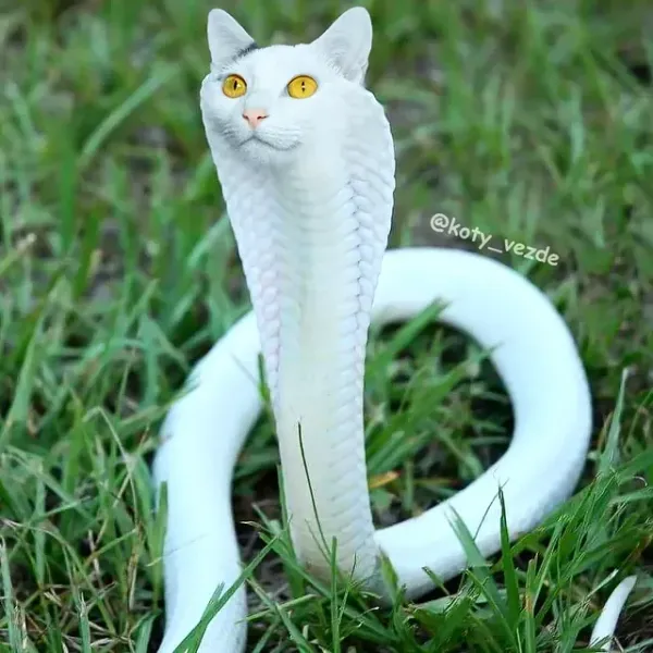 File:Cat cobra.webp