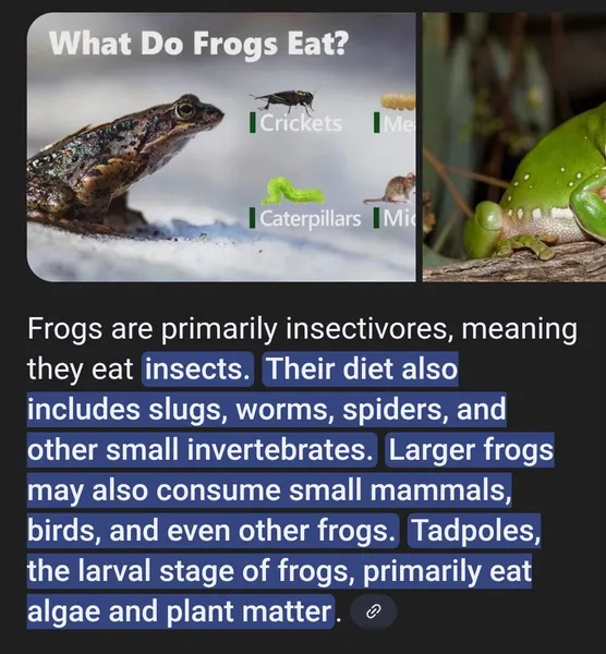 File:FROGSISSIES WHAT IS THIS.jpg