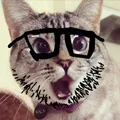 Soy cat (once again)