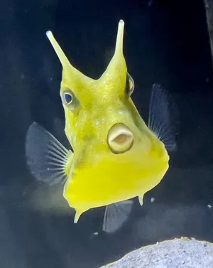 Cowfish.png
