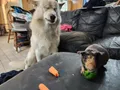 Dolf, the goat raper (iykyk), smelling niggers (possibly Poog)