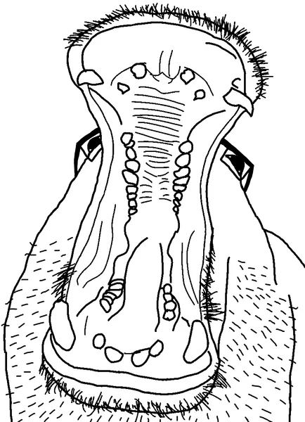 File:Hippo.png