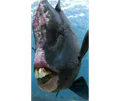 Thumbnail for version as of 04:08, 18 January 2024