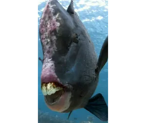 Parrotjak 'riginal.png