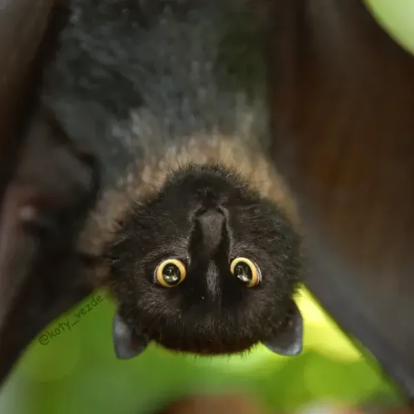 File:Bat cat.webp