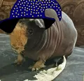 Wizard Poog